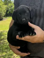 Willow , a female Labrador Retriever for sale in Florence, SC – 1 of 5