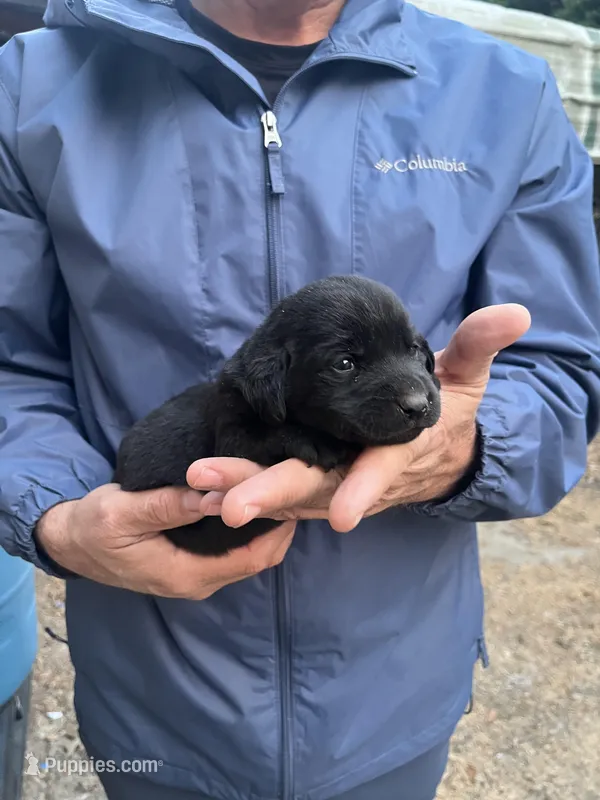Females – Labrador Retriever puppy for sale in Florence, SC