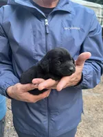 Females, a female Labrador Retriever for sale in Florence, SC – Photo 1 of 2