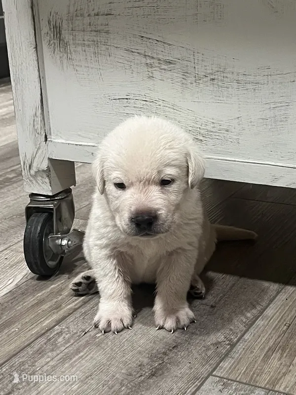Marlowe – Labrador Retriever puppy for sale in Florence, SC
