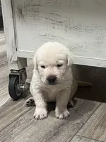 Marlowe, a male Labrador Retriever for sale in Florence, SC – 1 of 6