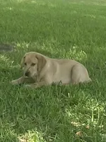 Buddy, a male Labrador Retriever for sale in Florence, SC – 1 of 8