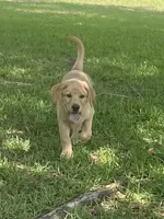 Buddy, a male Labrador Retriever for sale in Florence, SC – 2 of 8