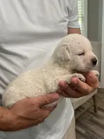 Marlowe, a male Labrador Retriever for sale in Florence, SC – 4 of 6
