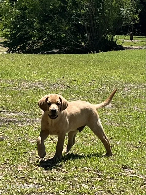Buddy – Labrador Retriever puppy for sale in Florence, SC