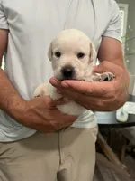 Buddy, a male Labrador Retriever for sale in Florence, SC – 2 of 3