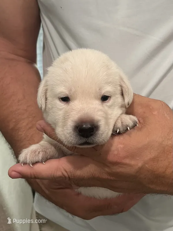 Marlowe – Labrador Retriever puppy for sale in Florence, SC