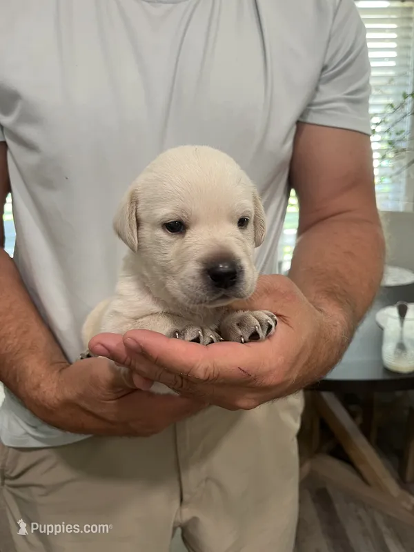 Buddy – Labrador Retriever puppy on hold in Florence, SC
