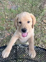 Buddy, a male Labrador Retriever for sale in Florence, SC – 5 of 8