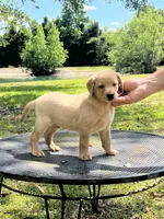 Sparky, a male Labrador Retriever for sale in Florence, SC – 3 of 6
