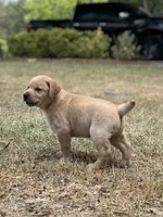 Copper, a male Labrador Retriever for sale in Florence, SC – Photo 3 of 5