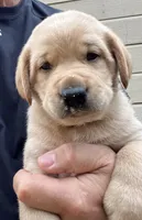 Male, a male Labrador Retriever for sale in Florence, SC – Photo 2 of 2