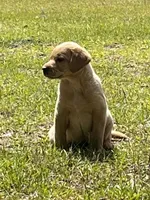 Sparky, a male Labrador Retriever for sale in Florence, SC – 5 of 6