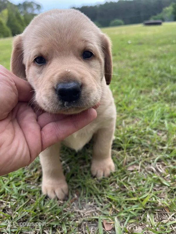 Male – Labrador Retriever puppy for sale in Florence, SC