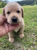 Male, a male Labrador Retriever for sale in Florence, SC – Photo 1 of 2