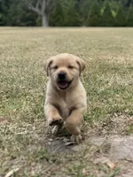 Copper, a male Labrador Retriever for sale in Florence, SC – Photo 2 of 5