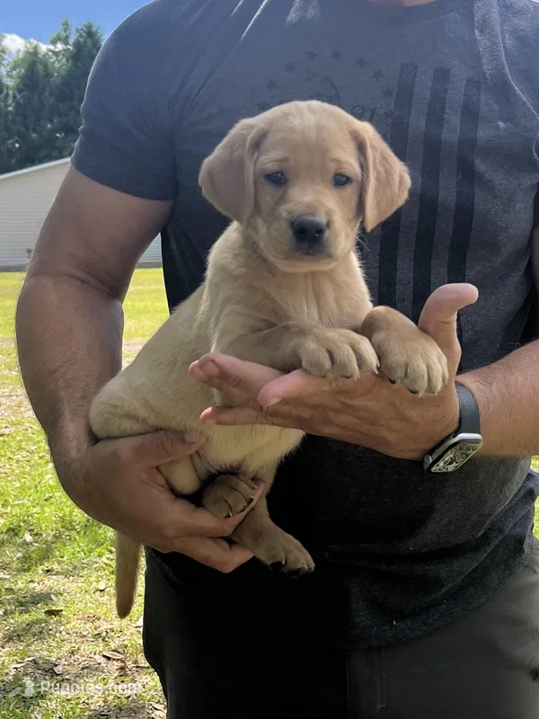 Copper – Labrador Retriever puppy for sale in Florence, SC