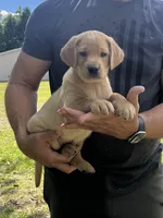 Sparky, a male Labrador Retriever for sale in Florence, SC – 1 of 6
