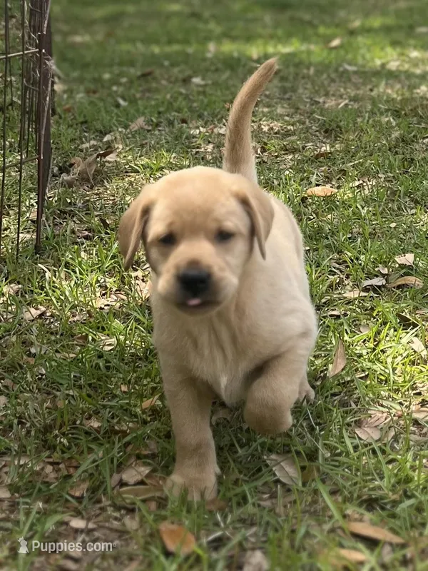 Copper – Labrador Retriever puppy for sale in Florence, SC