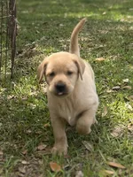 Copper, a male Labrador Retriever for sale in Florence, SC – Photo 1 of 5