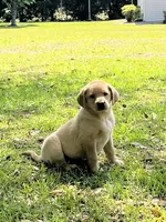 Sparky, a male Labrador Retriever for sale in Florence, SC – 2 of 6