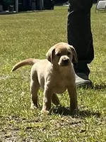 Sparky, a male Labrador Retriever for sale in Florence, SC – 4 of 6