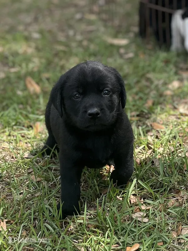 Ivy – Labrador Retriever puppy on hold in Florence, SC