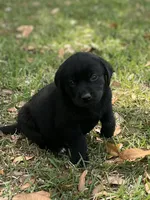 Ivy, a female Labrador Retriever for sale in Florence, SC – Photo 2 of 2