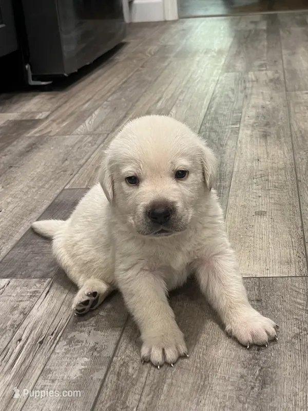 Marlowe – Labrador Retriever puppy for sale in Florence, SC
