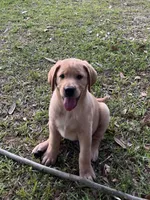 Buddy, a male Labrador Retriever for sale in Florence, SC – 6 of 8