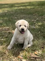 Polar, a male Labrador Retriever for sale in Florence, SC – Photo 1 of 4