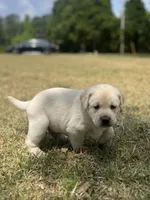 Polar, a male Labrador Retriever for sale in Florence, SC – Photo 2 of 4