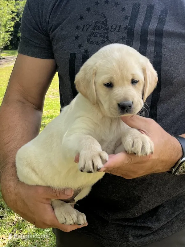 Polar – Labrador Retriever puppy for sale in Florence, SC