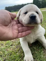 Males, a male Labrador Retriever for sale in Florence, SC – Photo 2 of 2