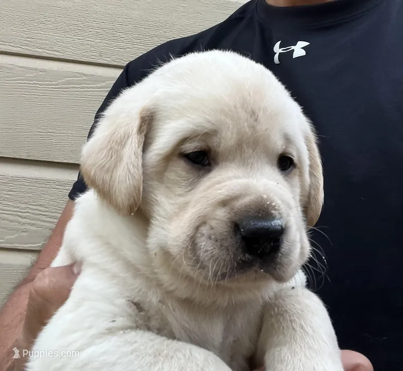 Males – Labrador Retriever puppy for sale in Florence, SC