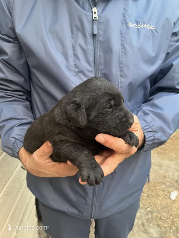 Males – Labrador Retriever puppy for sale in Florence, SC