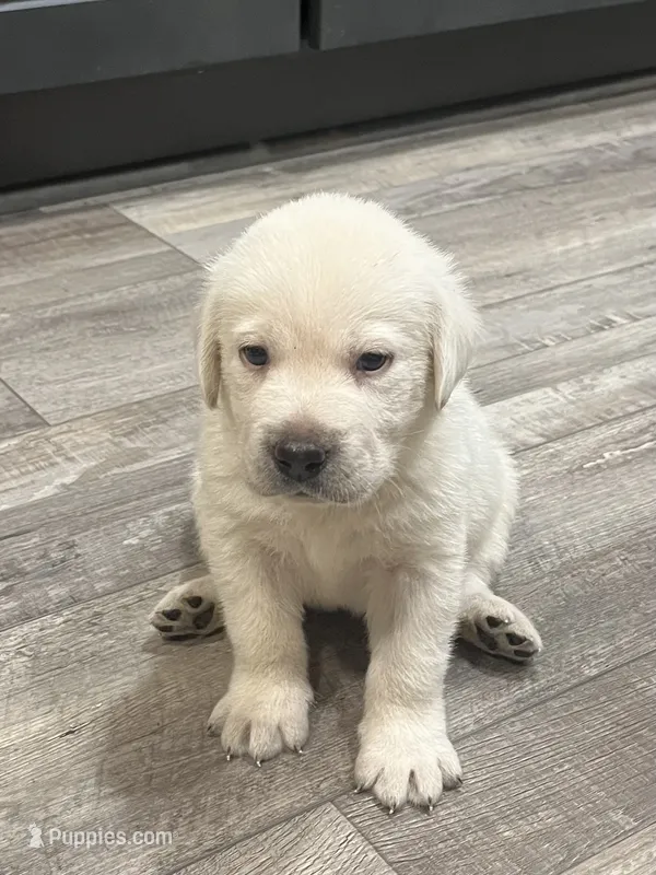 Marlowe – Labrador Retriever puppy for sale in Florence, SC