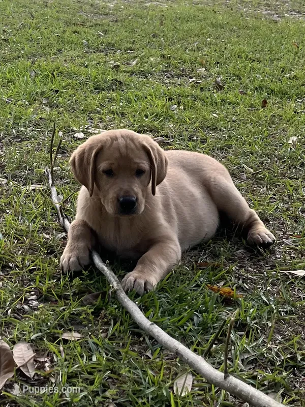 Sparky – Labrador Retriever puppy for sale in Florence, SC
