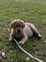 Buddy, a male Labrador Retriever for sale in Florence, SC – 3 of 8