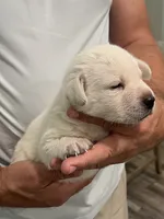 Marlowe, a male Labrador Retriever for sale in Florence, SC – 6 of 6