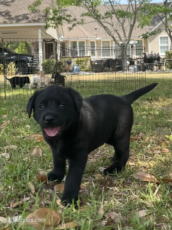 Piper – Labrador Retriever puppy for sale in Florence, SC