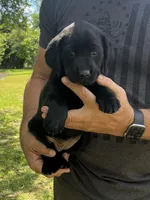 Pepper, a female Labrador Retriever for sale in Florence, SC – 1 of 5
