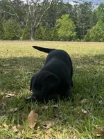 Piper, a female Labrador Retriever for sale in Florence, SC – Photo 2 of 6