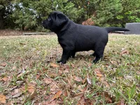 Female, a female Labrador Retriever for sale in Florence, SC – Photo 3 of 3