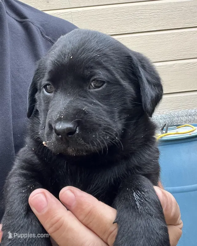 Female – Labrador Retriever puppy for sale in Florence, SC