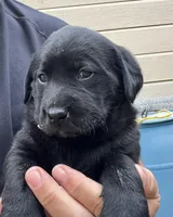 Female, a female Labrador Retriever for sale in Florence, SC – Photo 1 of 3