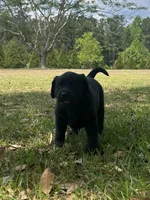 Piper, a female Labrador Retriever for sale in Florence, SC – Photo 3 of 6