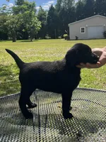 Pepper, a female Labrador Retriever for sale in Florence, SC – 3 of 5