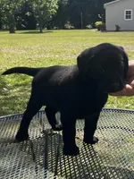 Pepper, a female Labrador Retriever for sale in Florence, SC – 2 of 5