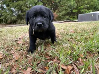 Female, a female Labrador Retriever for sale in Florence, SC – Photo 2 of 3